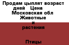 Продам цыплят возраст 5 дней › Цена ­ 100 - Московская обл. Животные и растения » Птицы   